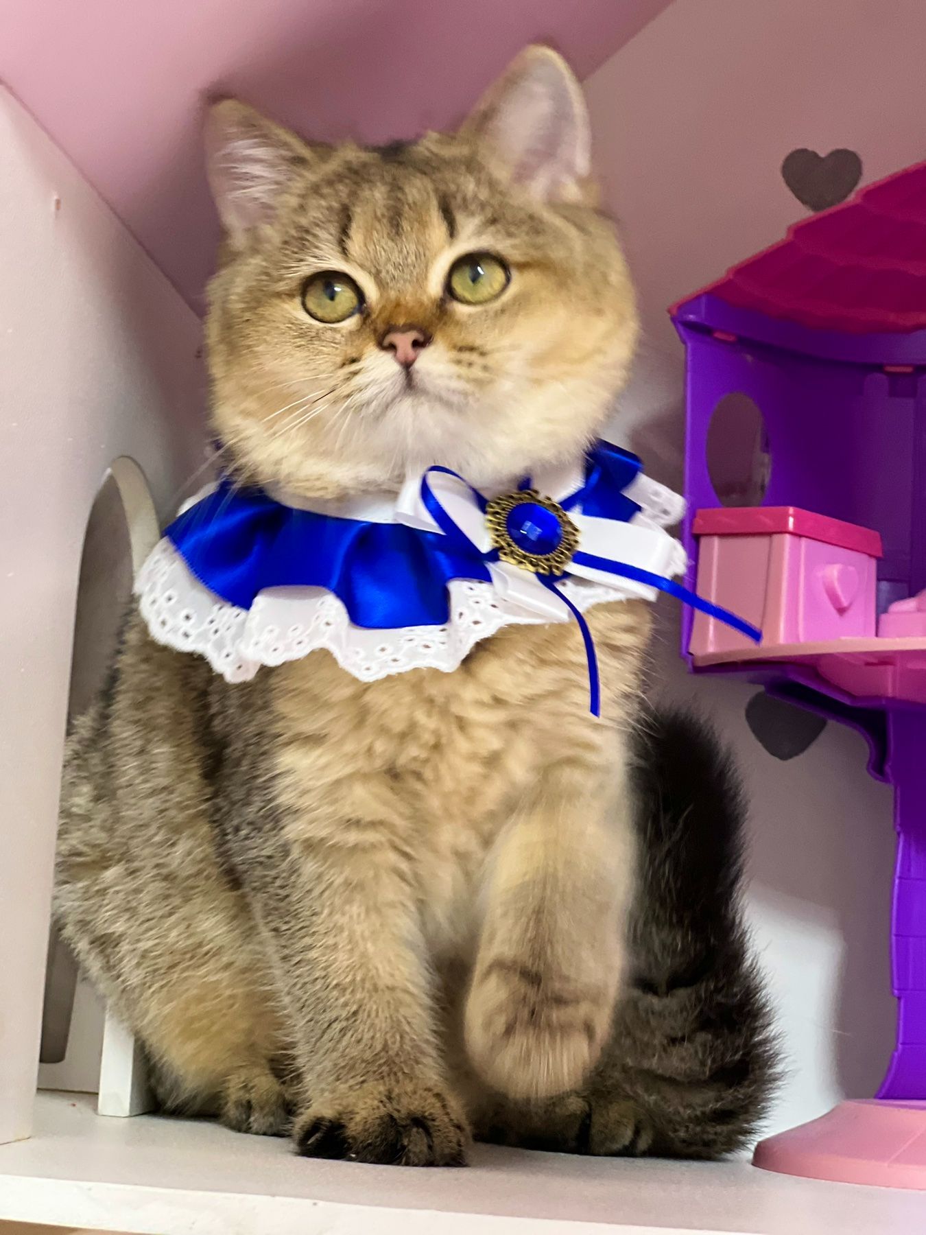 Британська золота шиншилла