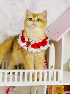 Британська золота шиншилла