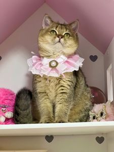 Британська золота шиншилла