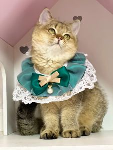 Британська золота шиншилла