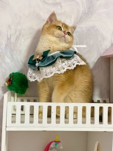 Британська золота шиншилла