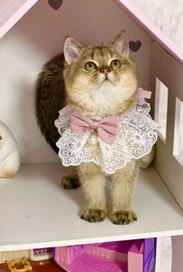 Британська золота шиншилла