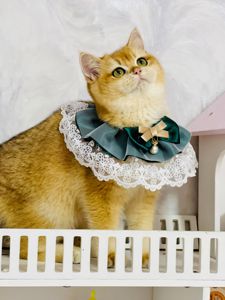 Британська золота шиншилла