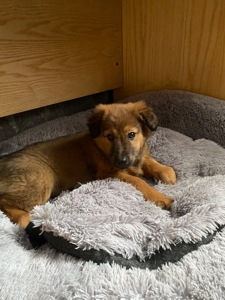 Цуценята дворняшки