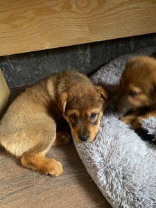 Цуценята дворняшки