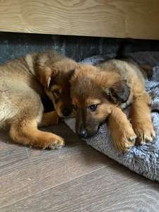 Цуценята дворняшки