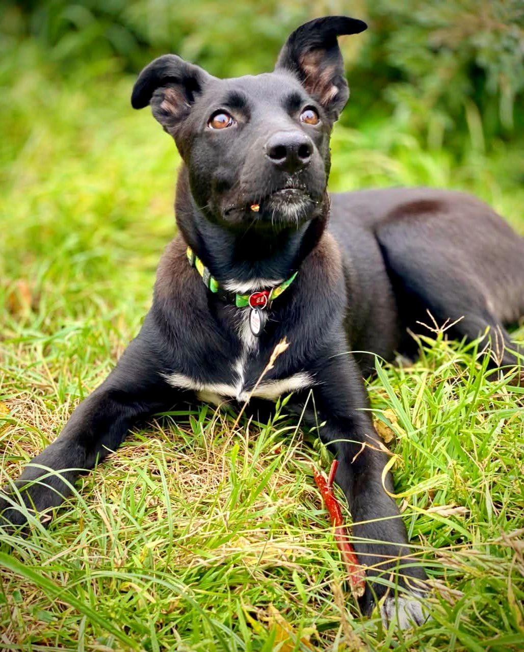 Терміново Дім, дівчинка Міра, вік 9 міс., Київ та обл