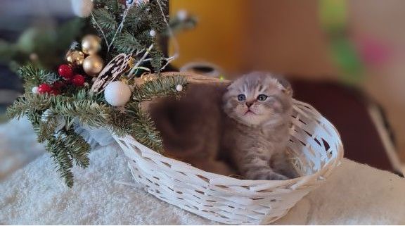 Шотландські кошенята