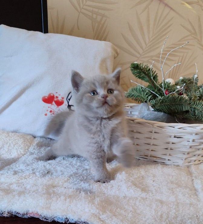 Шотландські кошенята