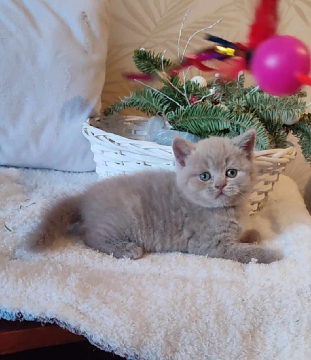 Шотландські кошенята