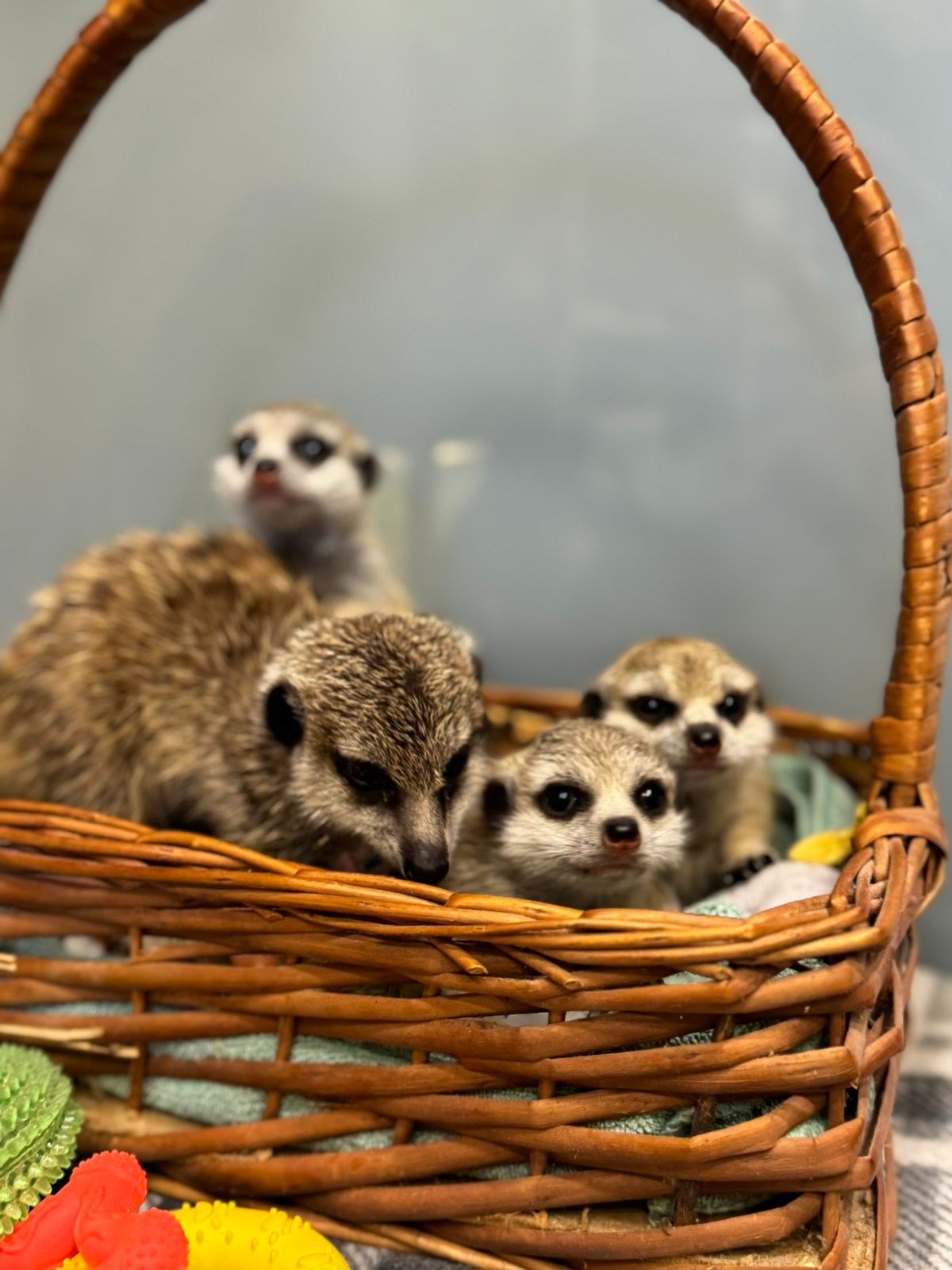 Сурикати ручні дітки