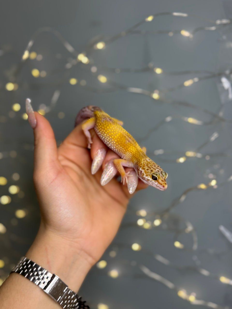 Еублефар леопардовий гекон, різні морфи