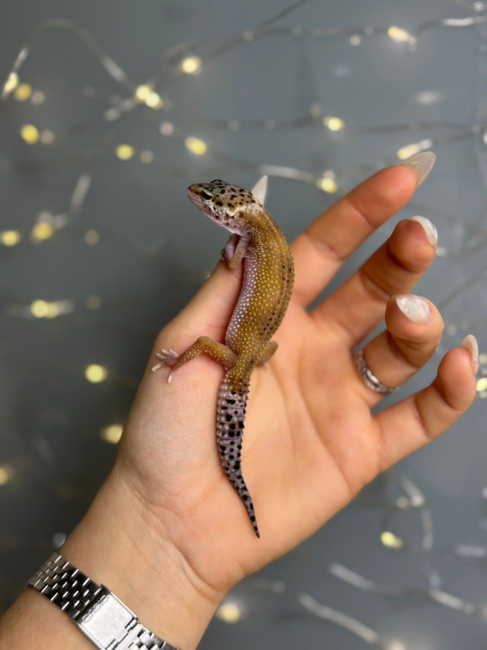 Еублефар леопардовий гекон, різні морфи