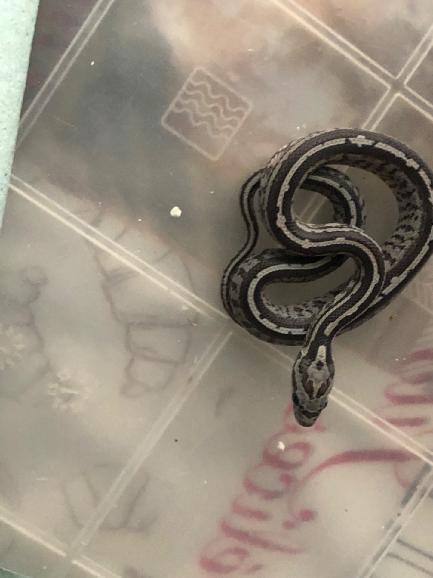 Маїсовий полоз