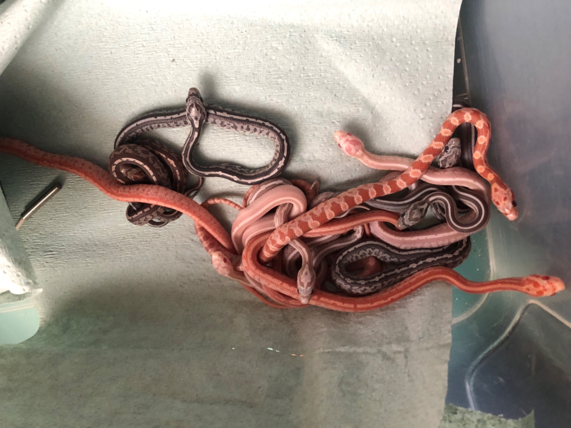 Маїсовий полоз