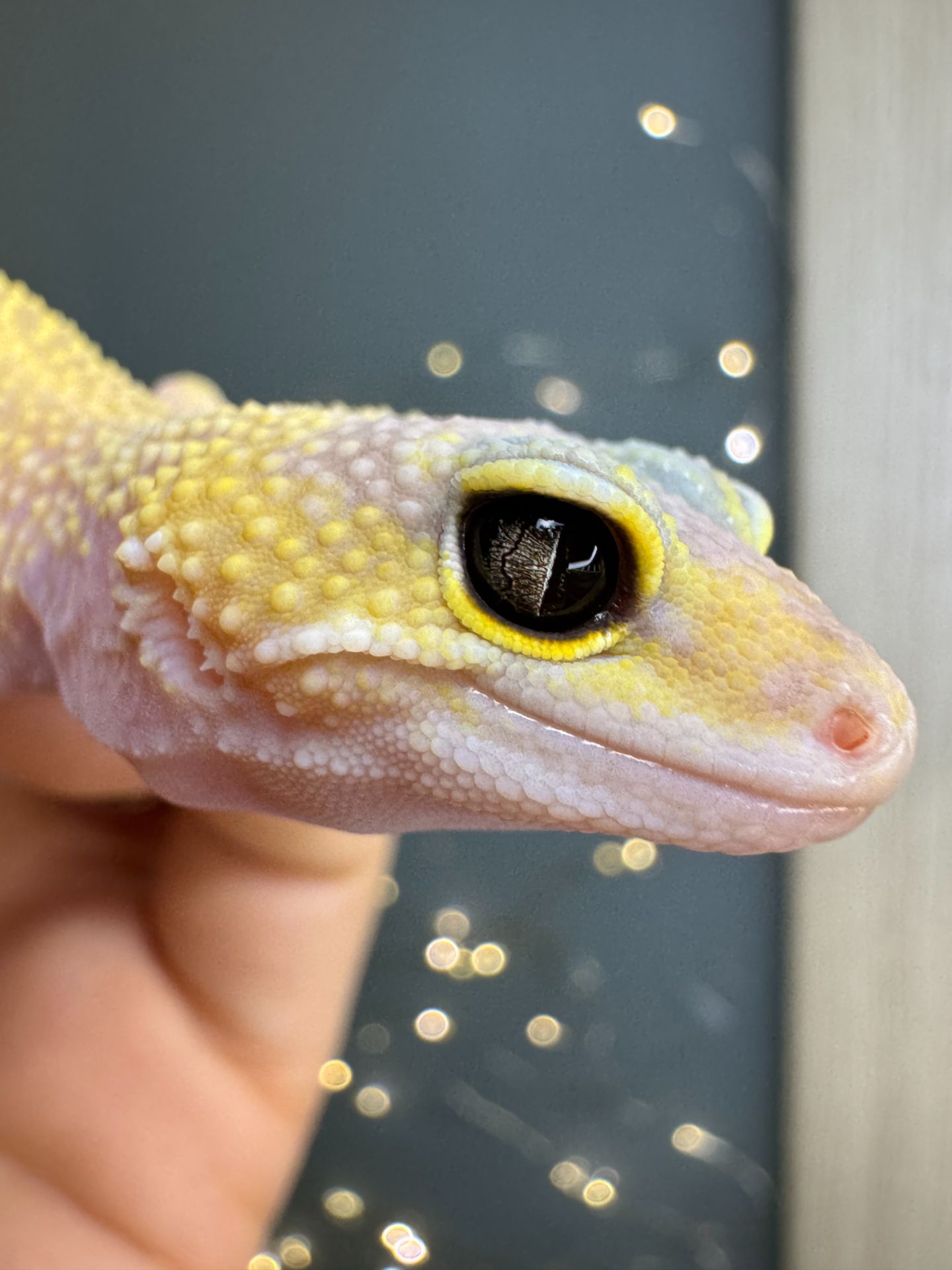 Еублефар леопардовий гекон, різні морфи