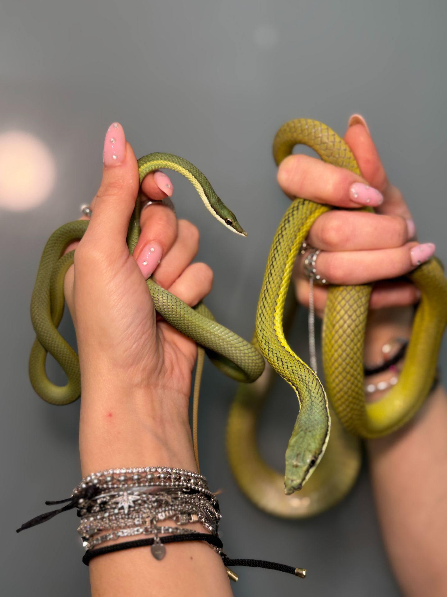 Філодріас бароні полоз