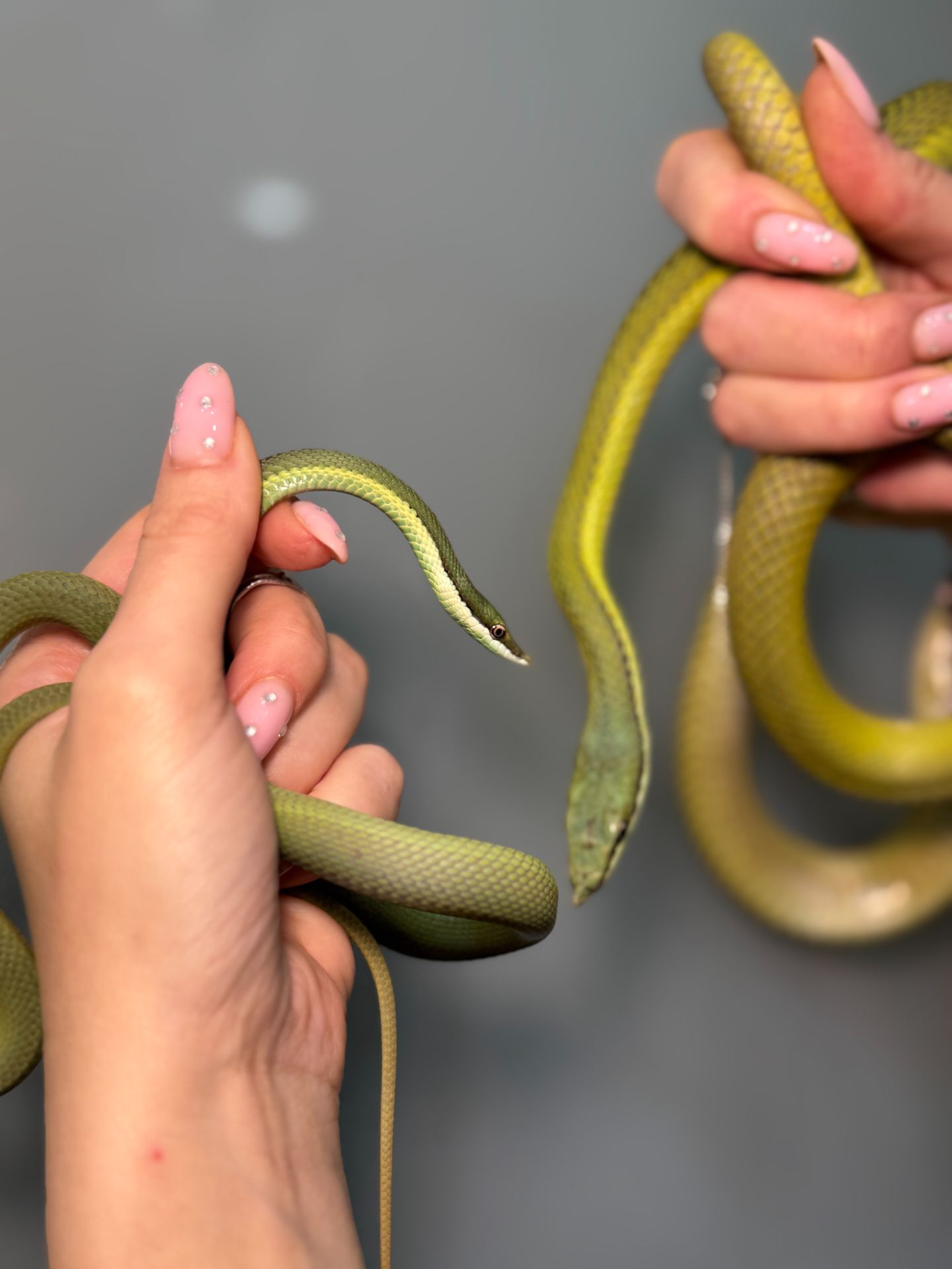 Філодріас бароні полоз