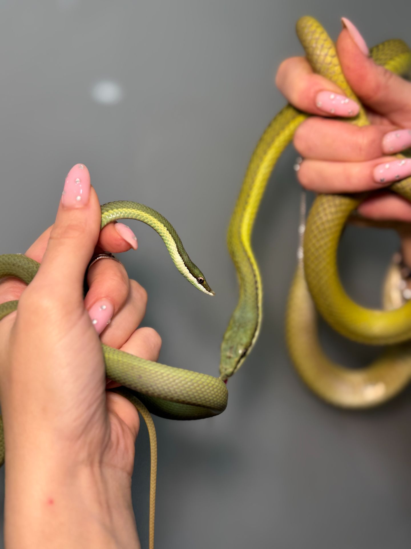 Філодріас бароні полоз