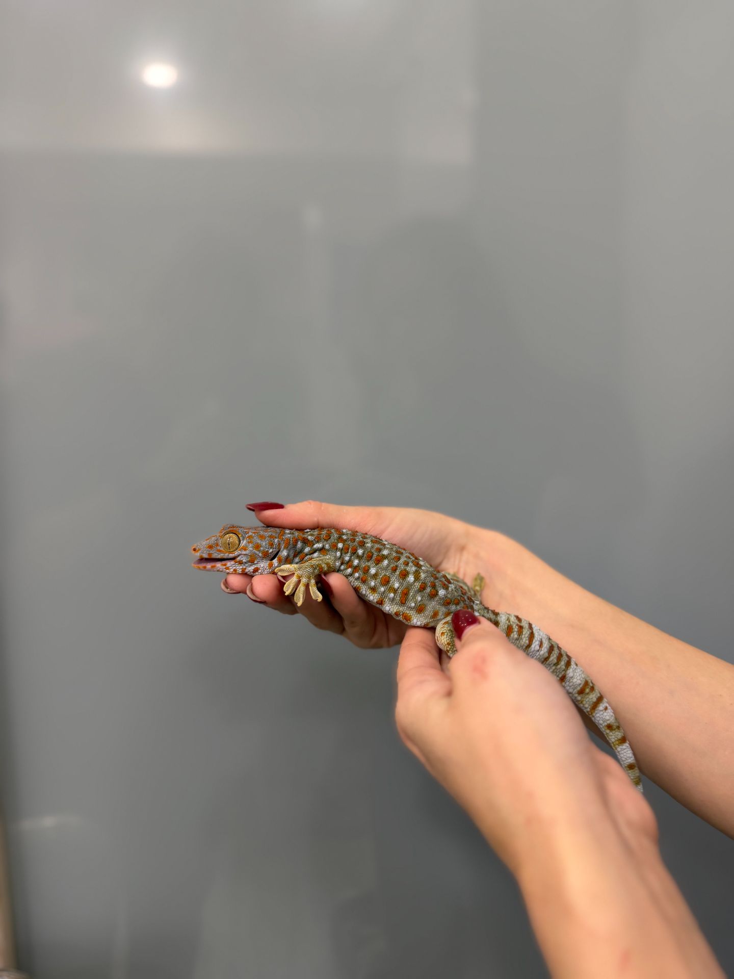 Гекон токі, ручний гекон