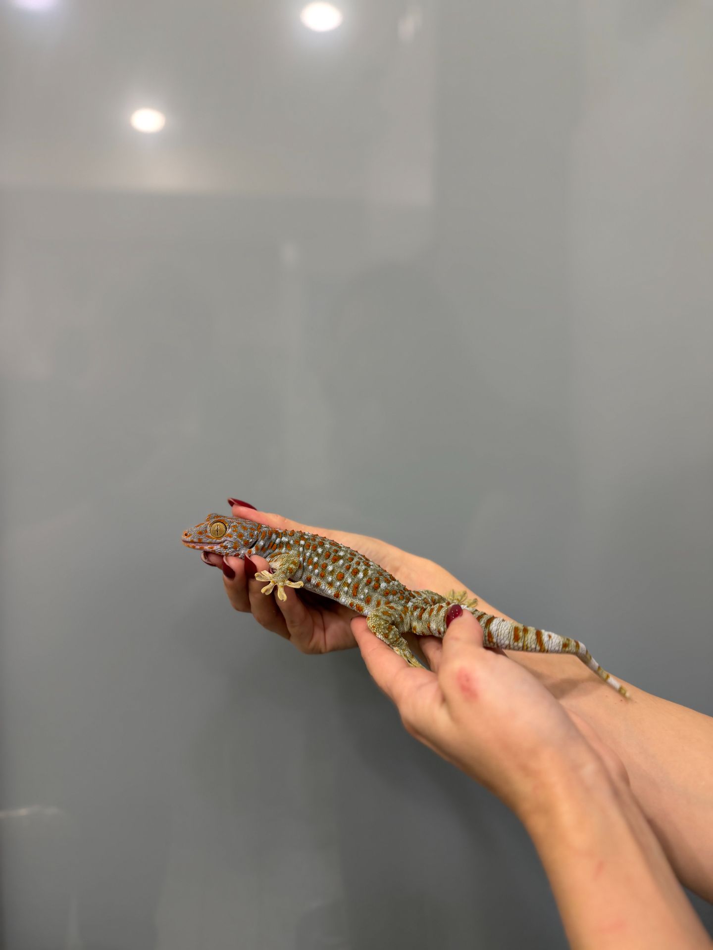 Гекон токі, ручний гекон