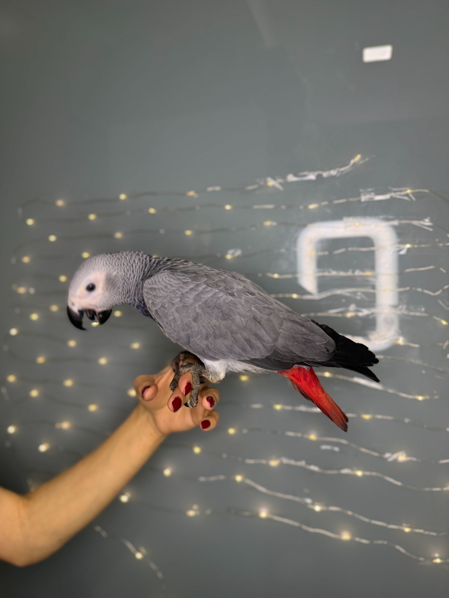 Африканський папуга жако