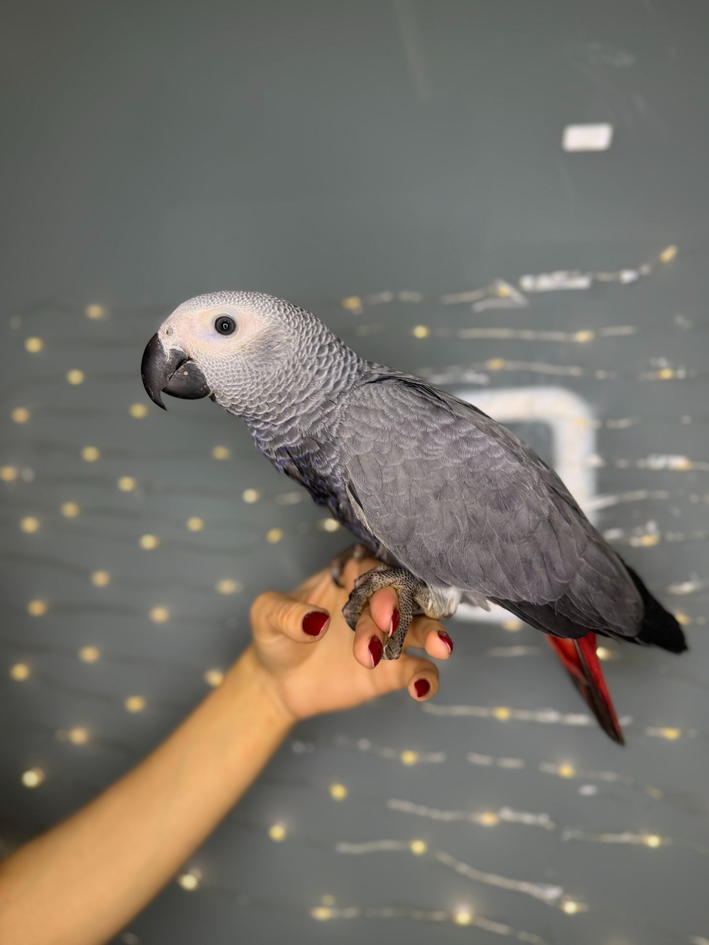 Африканський папуга жако