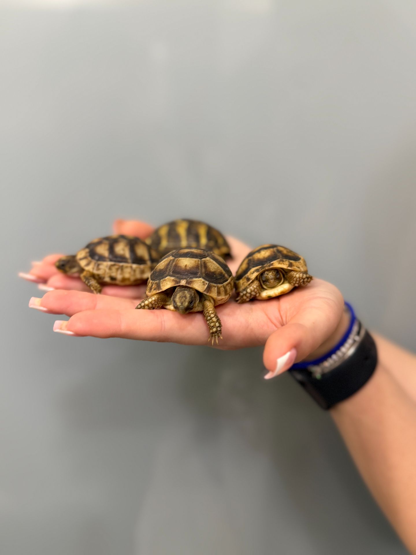 Сухопутна балканська черепаха