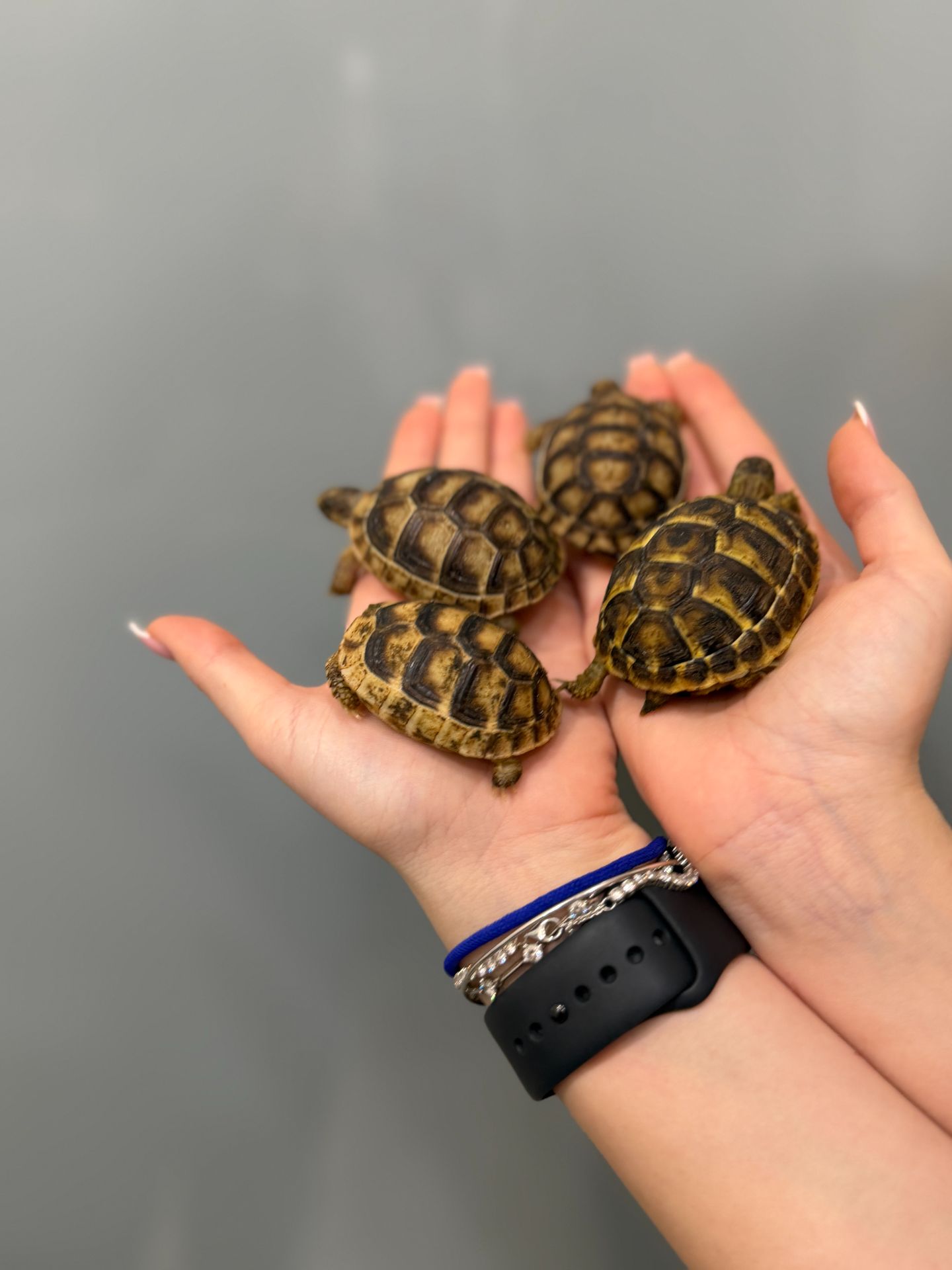 Сухопутна балканська черепаха