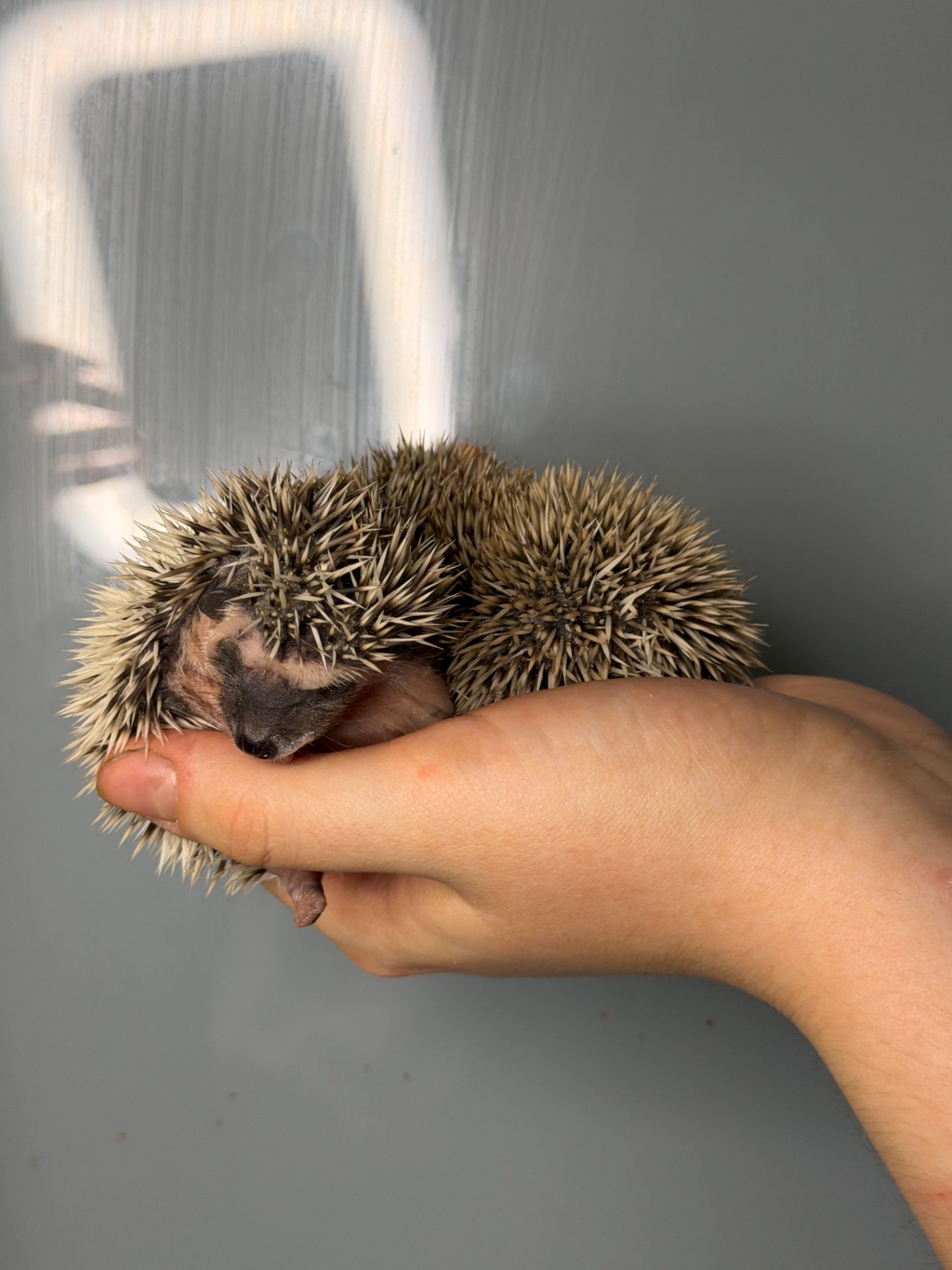 Маленькі африканські їжаки