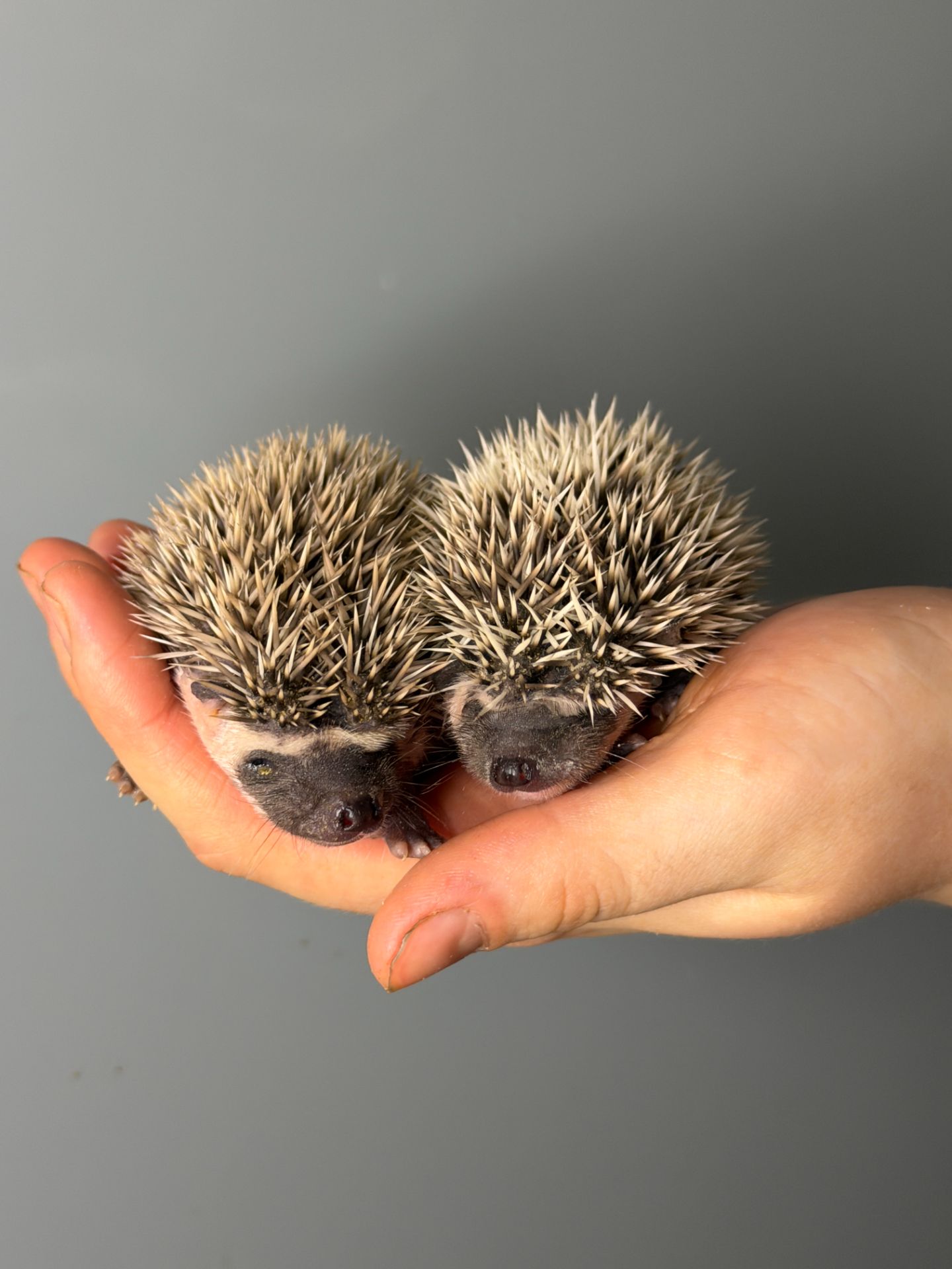 Маленькі африканські їжаки