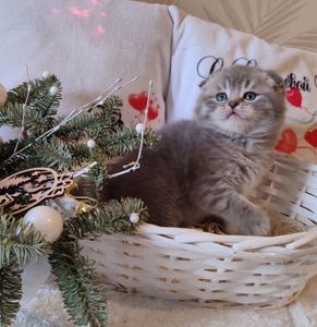 Шотландські кошенята