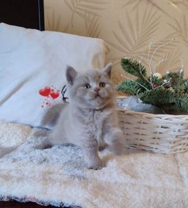 Шотландські кошенята