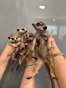 Сурикати ручні дітки