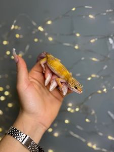 Еублефар леопардовий гекон, різні морфи