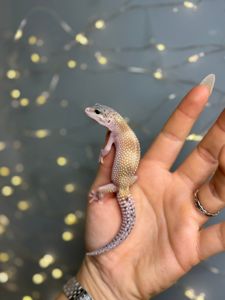 Еублефар леопардовий гекон, різні морфи