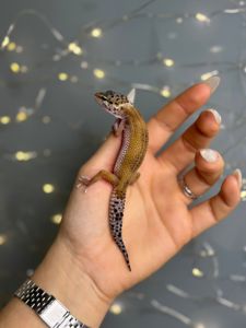 Еублефар леопардовий гекон, різні морфи