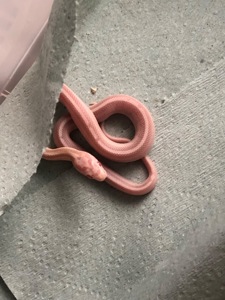 Маїсовий полоз