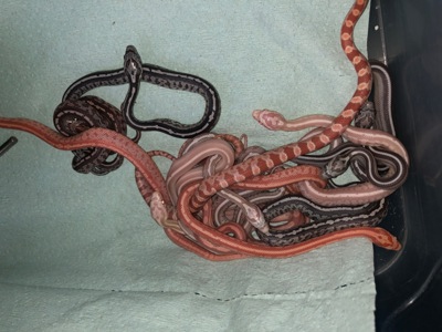 Маїсовий полоз