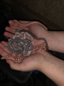 Маїсовий полоз