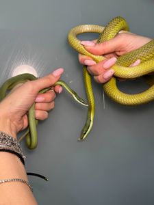 Філодріас бароні полоз