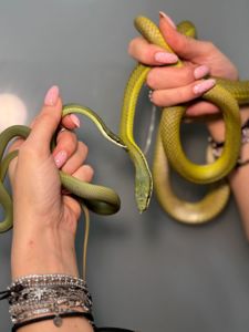 Філодріас бароні полоз