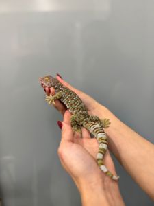 Гекон токі, ручний гекон