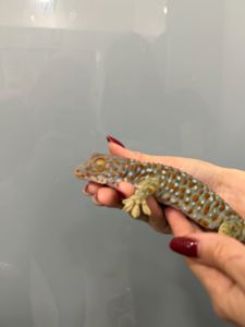 Гекон токі, ручний гекон