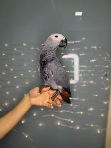 Африканський папуга жако