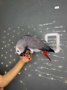 Африканський папуга жако