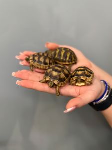 Сухопутна балканська черепаха