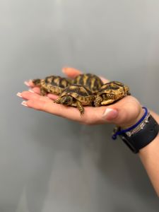 Сухопутна балканська черепаха