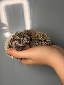 Маленькі африканські їжаки