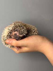 Маленькі африканські їжаки